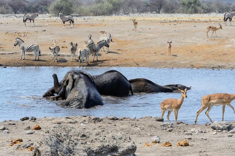 The 5 Best Safaris in Africa.