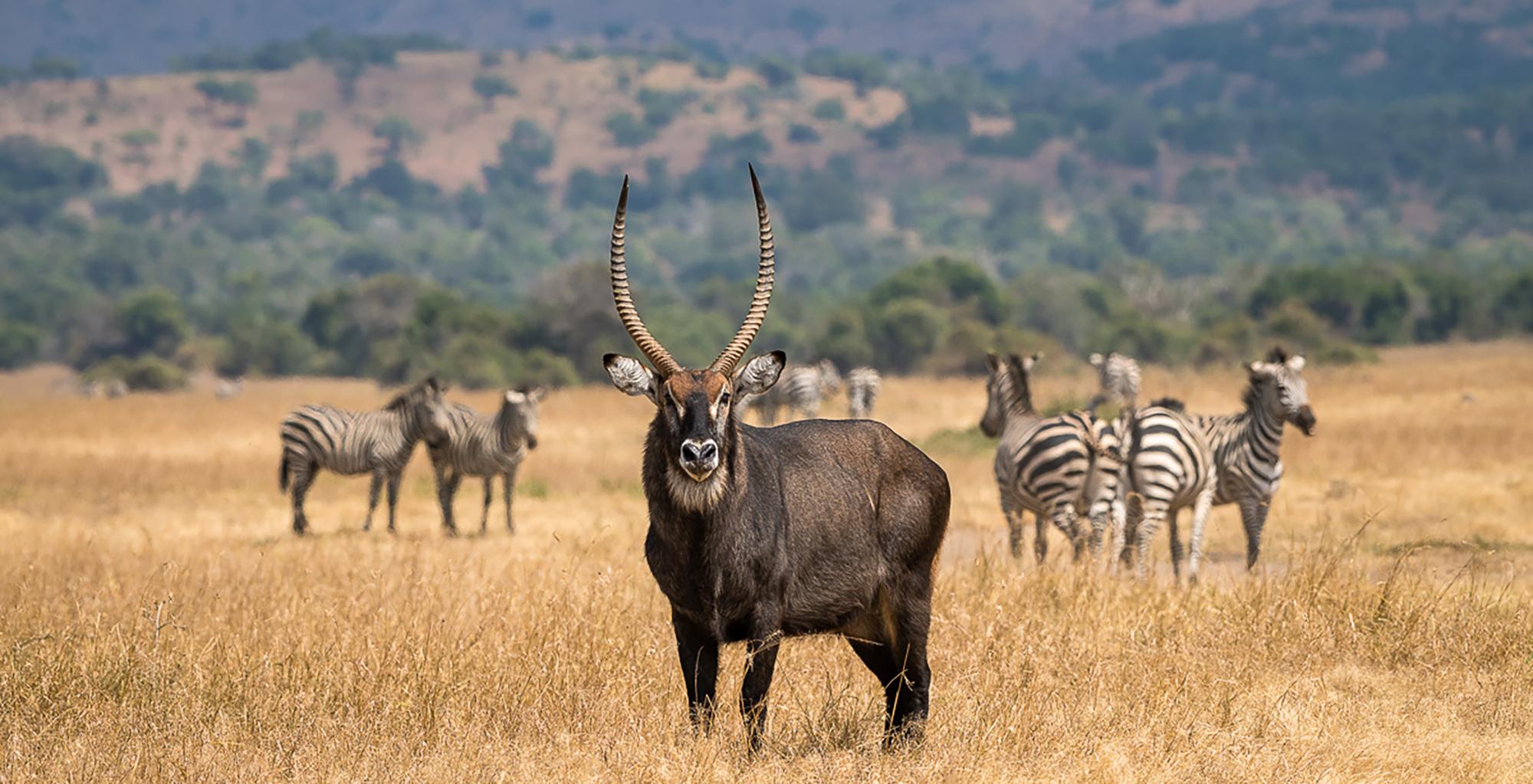Akagera_National_Partk