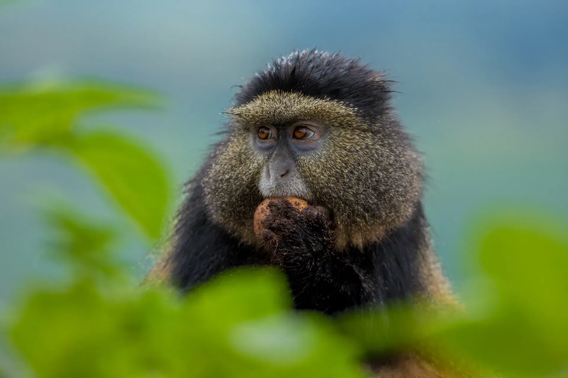 Gishwati_Mukura_National_Park