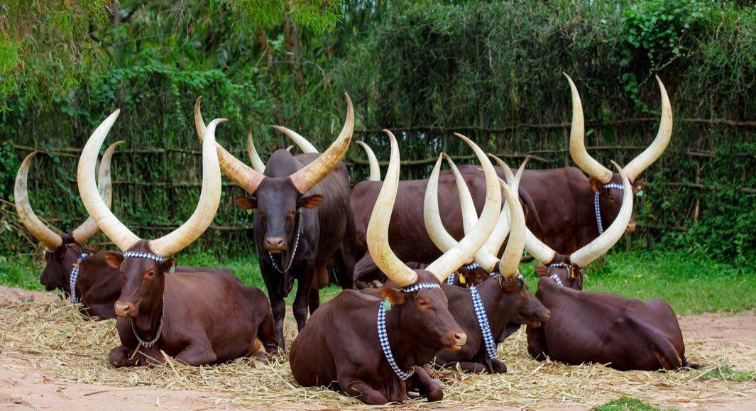Nyanza King`s Palace