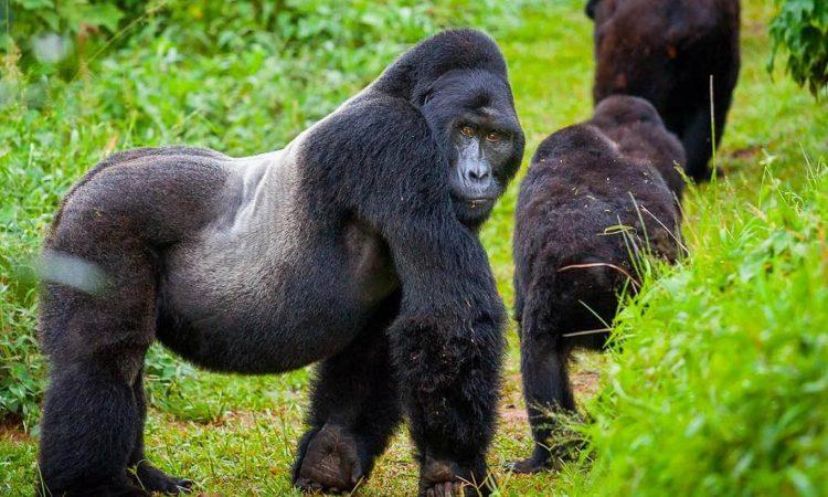 Valcanoes National Park Rwanda