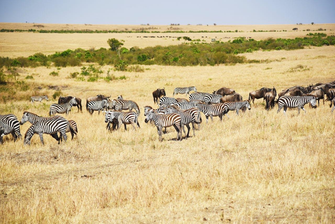 The 5 Best Safaris in Africa.