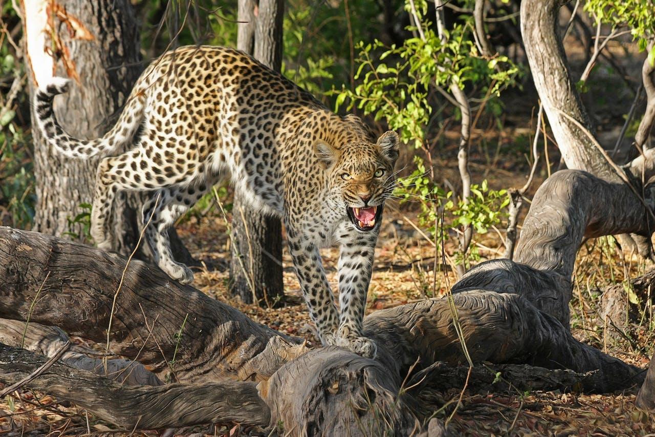 The 5 Best Safaris in Africa.